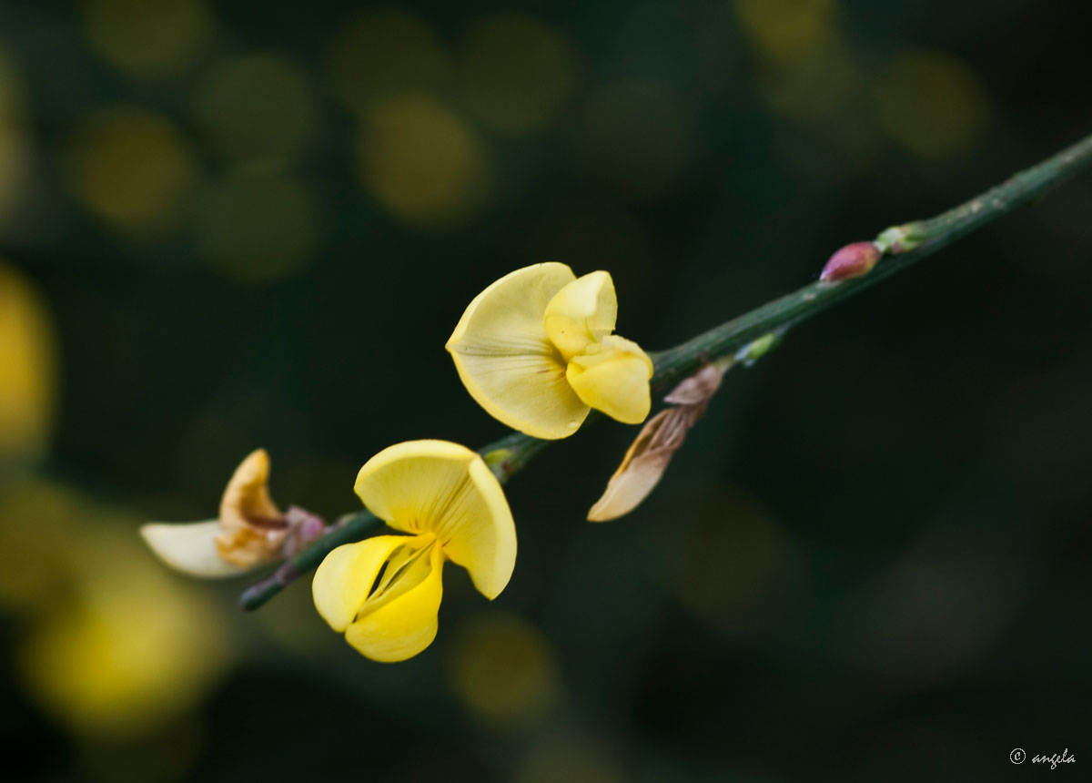 Escoba de Allgold (cytisus)