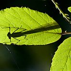 Escondida (sombra de libélula)