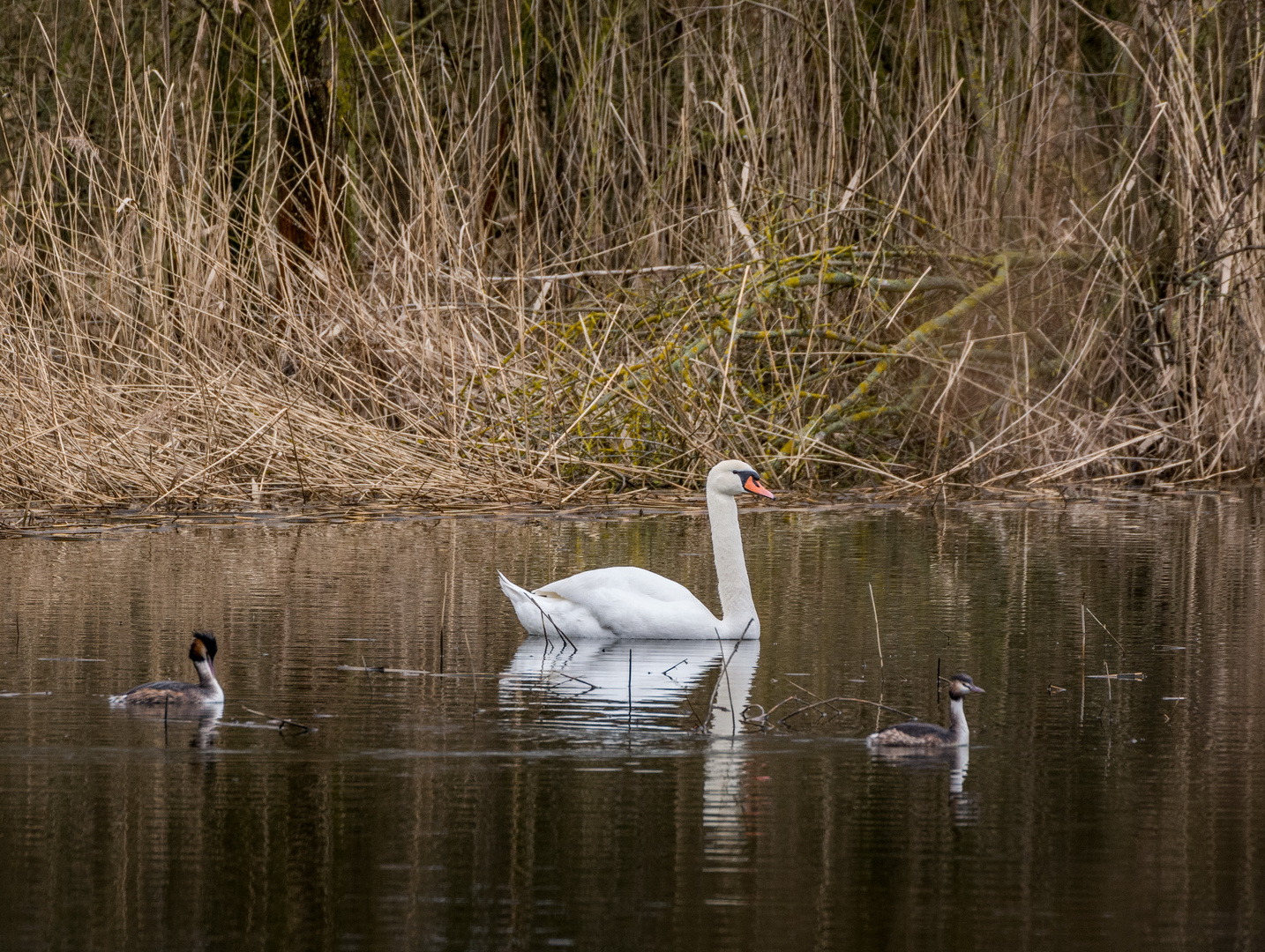 Escorte für den Schwan-k