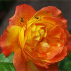 Escrime au jardin ou Fleur..etistes sur rose - Florettfechter auf einer Rose im Garten