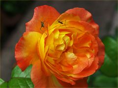 Escrime au jardin ou Fleur..etistes sur rose - Florettfechter auf einer Rose im Garten