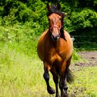 Escuchuelo - ein "Mann" geht seinen Weg