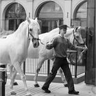 Escuela Española de Equitación I / Spanischen Hofreitschule I