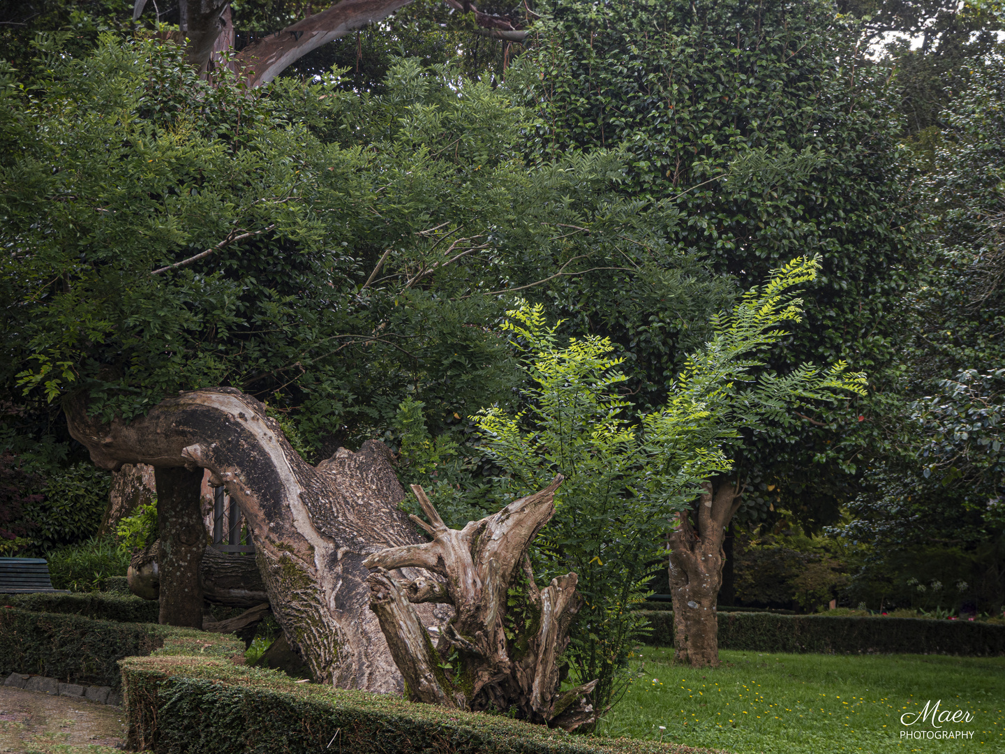 Escultura natural.