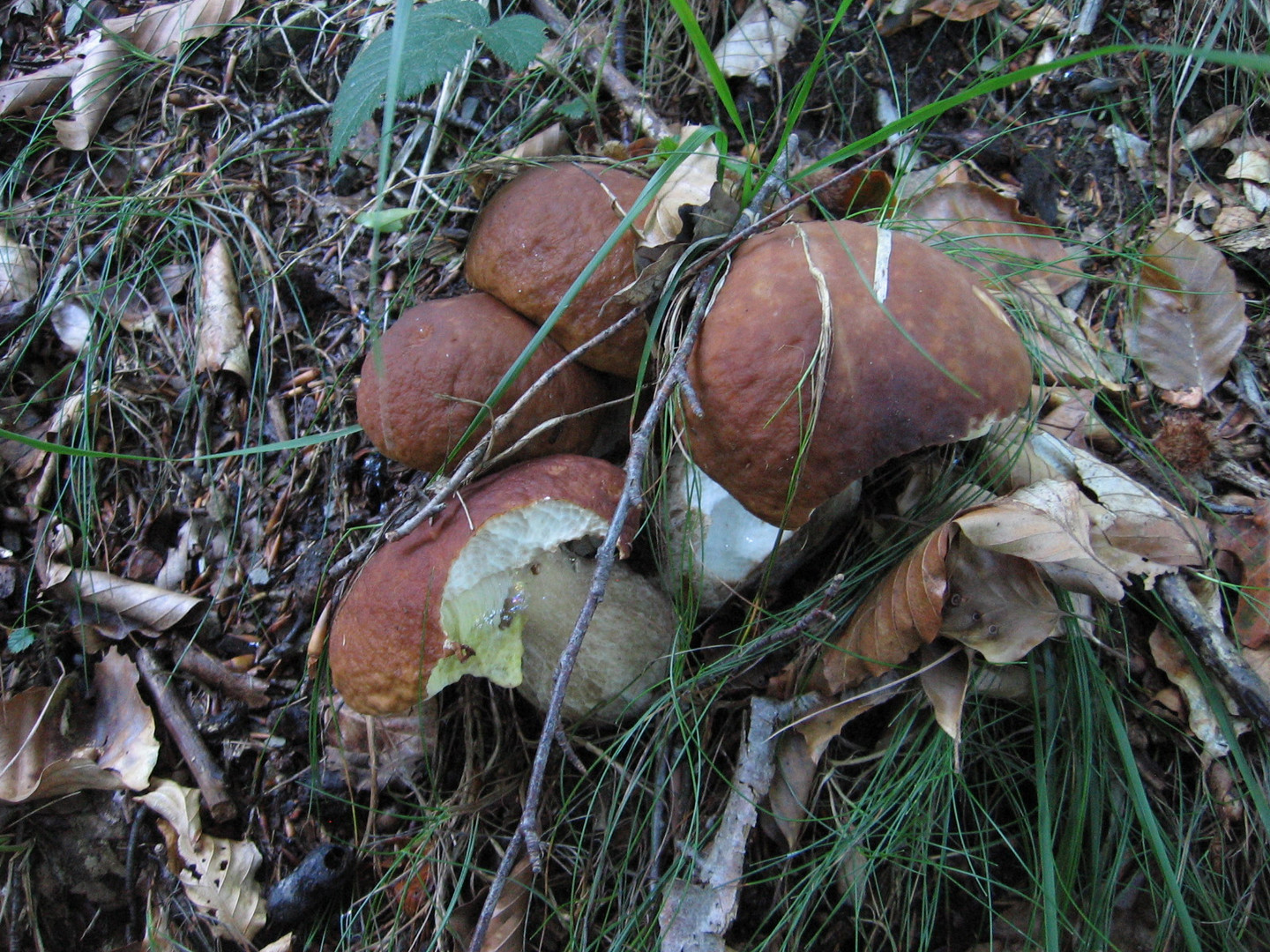 Escursione fungaiola sul M. Ramaceto