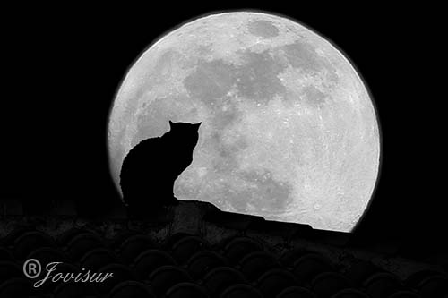 Ese gato enamorado de la luna.