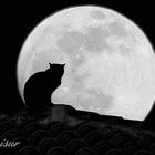 Ese gato enamorado de la luna.