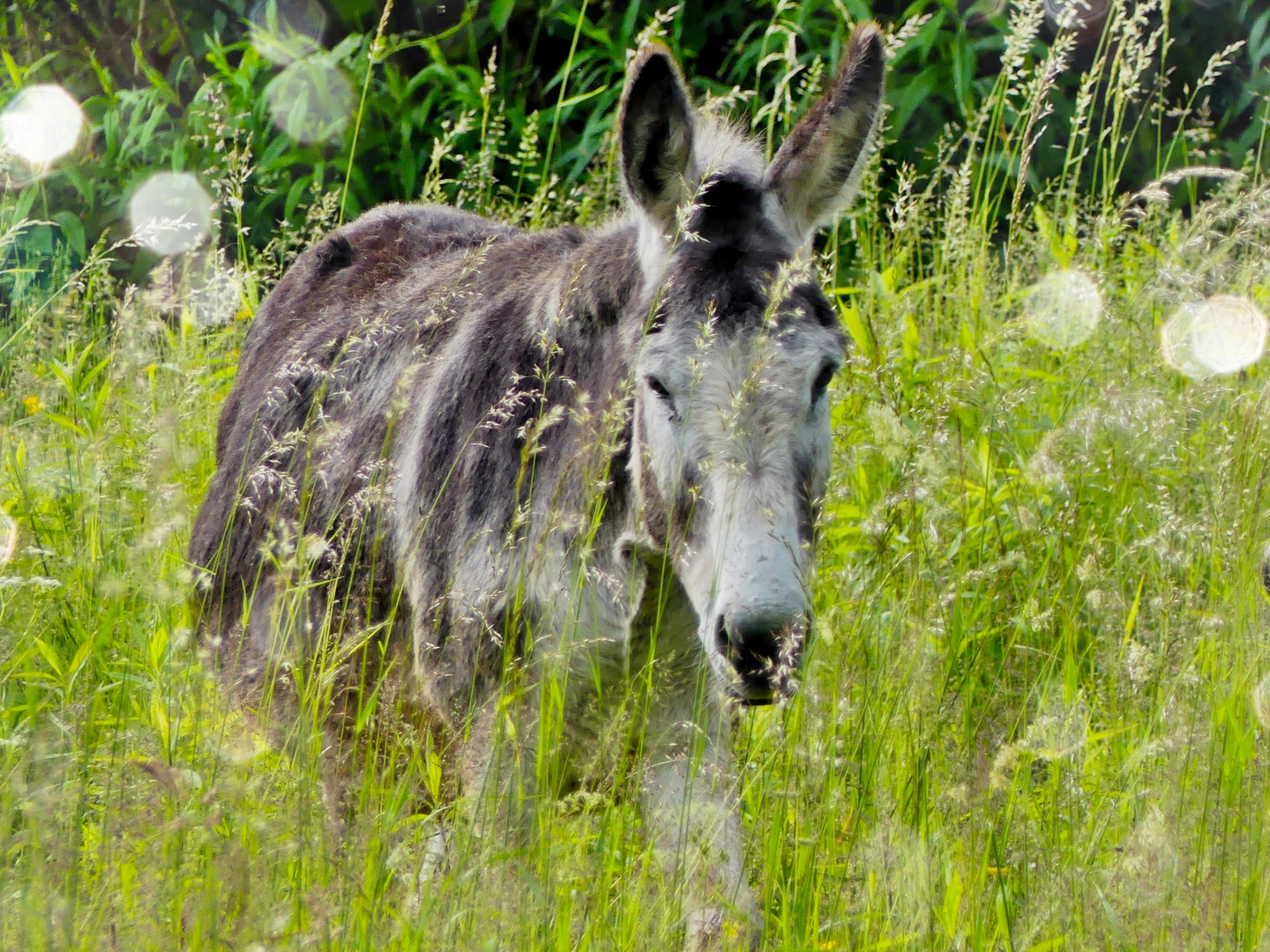 Esel 2 " Versteckspiel "