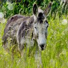 Esel 2 " Versteckspiel "