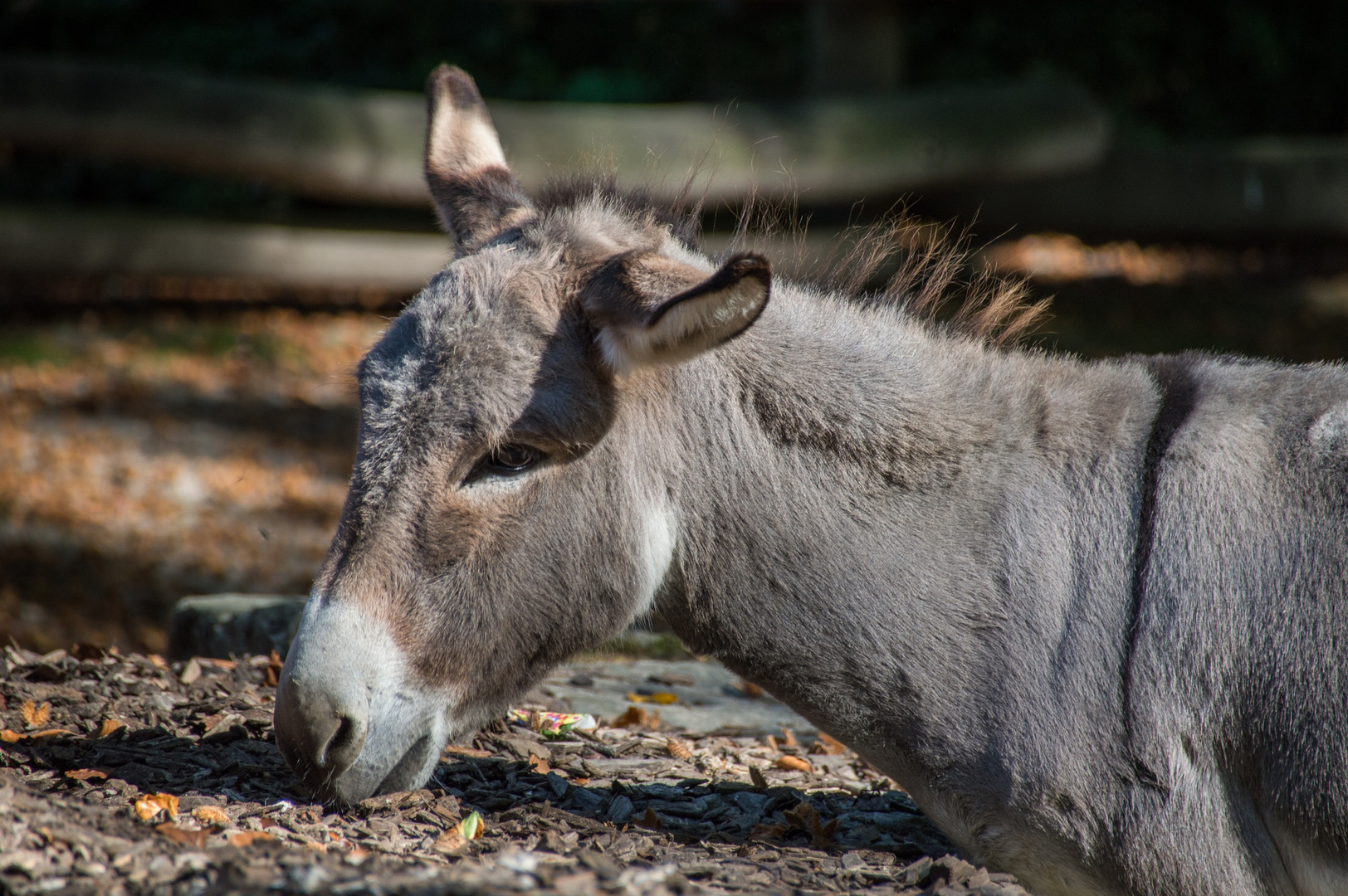 Esel Foto & Bild | tiere, haustiere, pferde, esel, maultiere Bilder auf