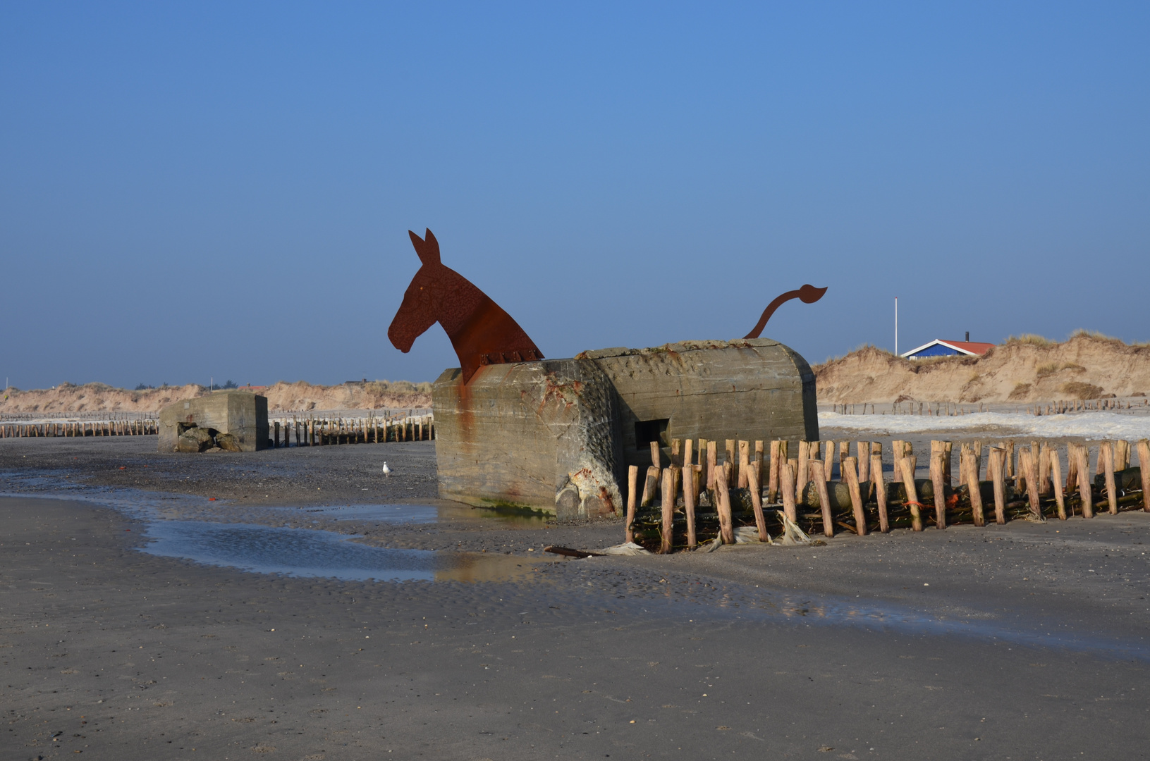 Esel am Strand