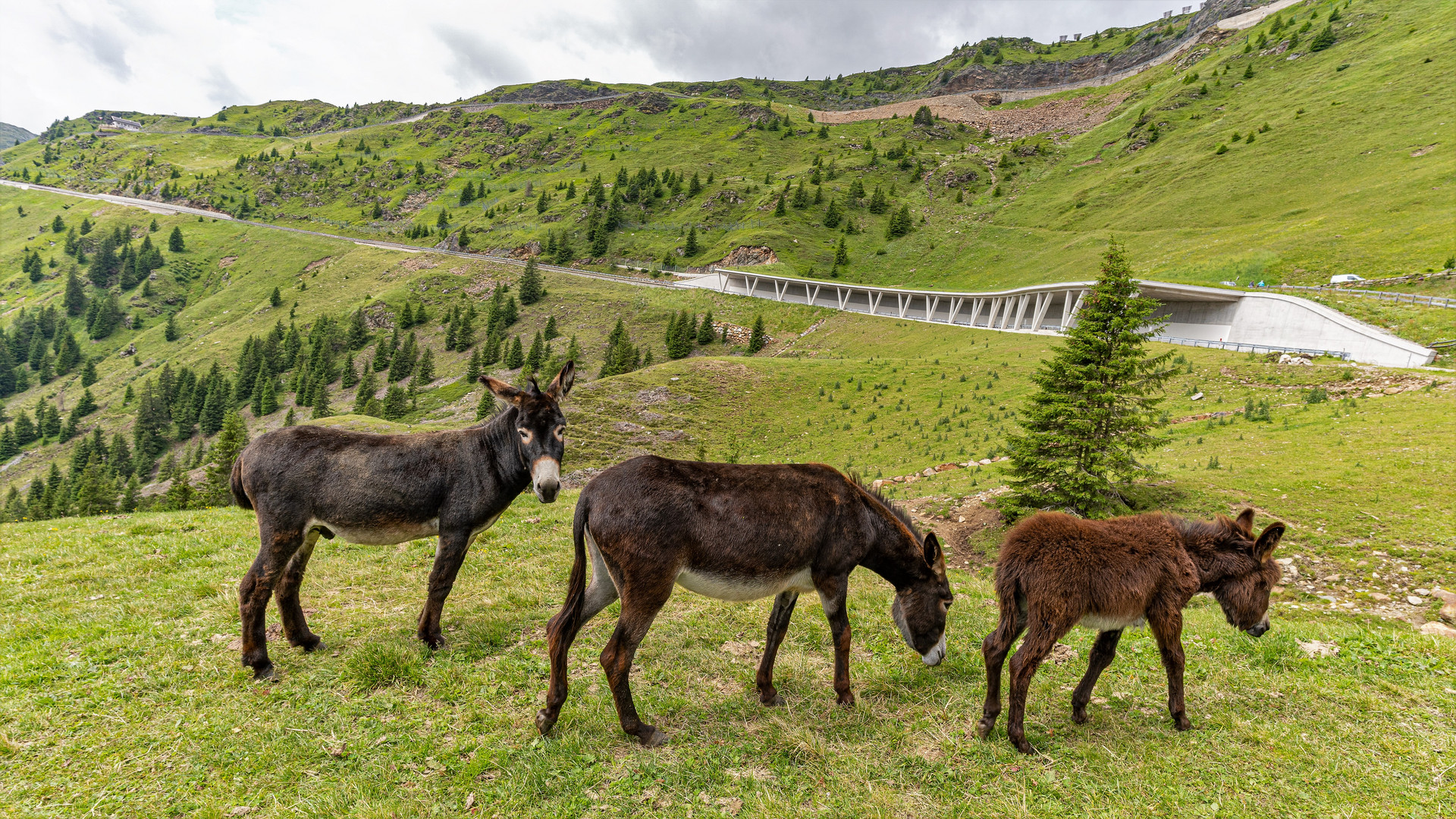 Esel auf der Jaufenalm/Südtirol