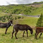 Esel auf der Jaufenalm/Südtirol