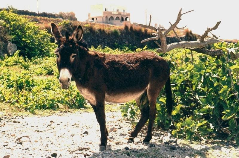 Esel auf Santorin