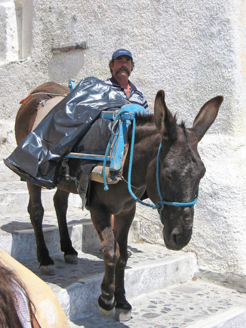 Esel auf Santorin
