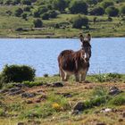 Esel auf Sardinien