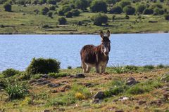 Esel auf Sardinien