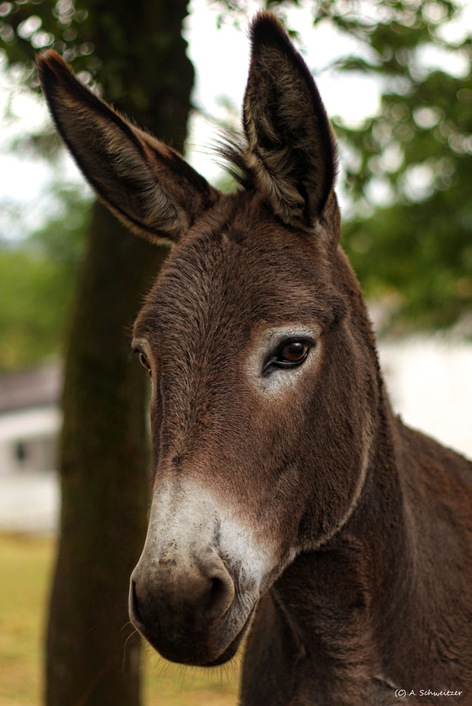 Esel Foto & Bild | natur, tiere, wildlife Bilder auf fotocommunity