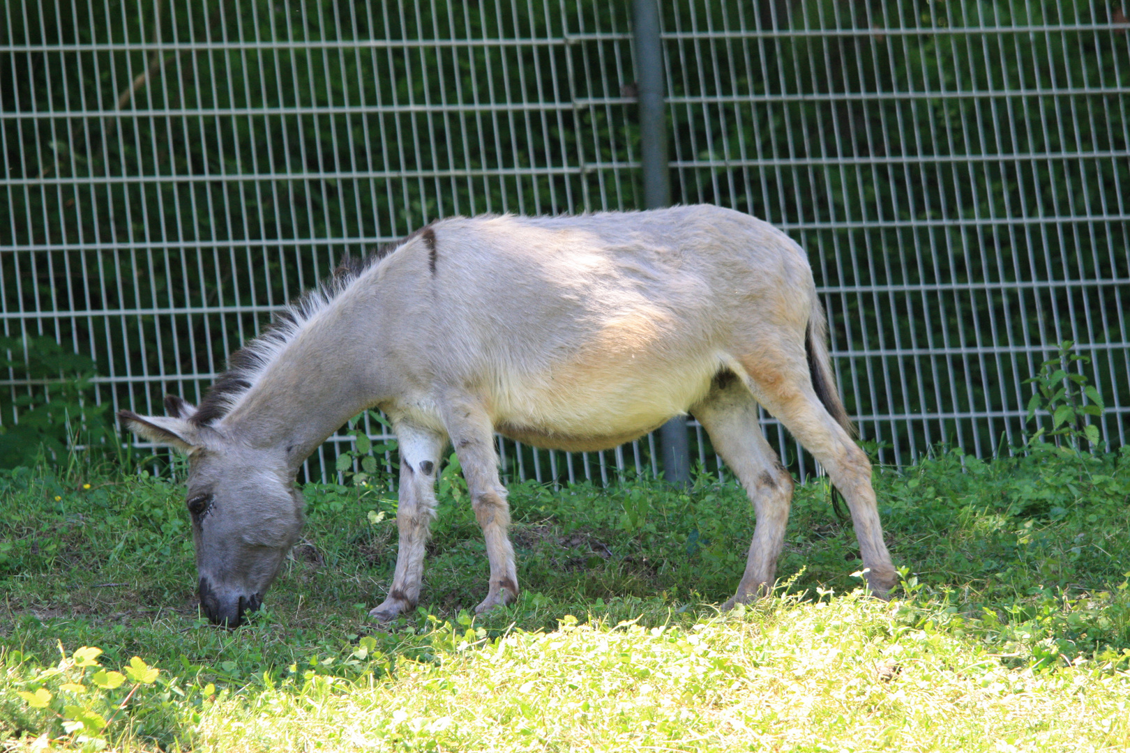 Esel bei der Schwerstarbeit