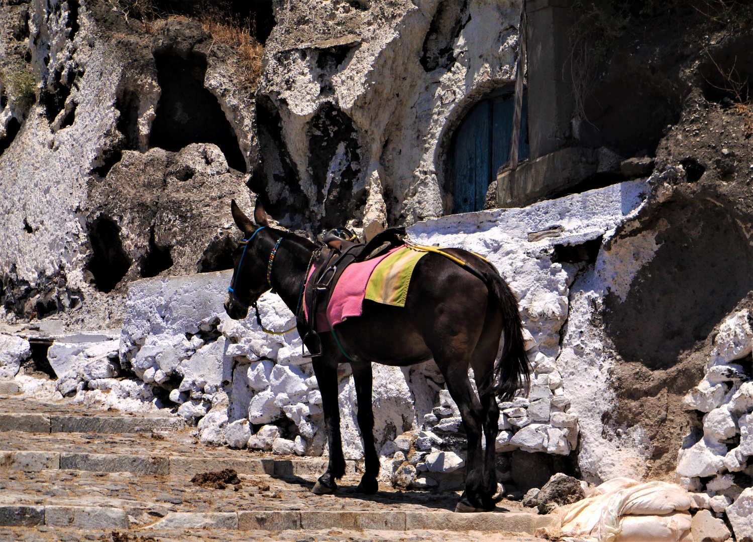 Esel bei Thira - Ganz allein