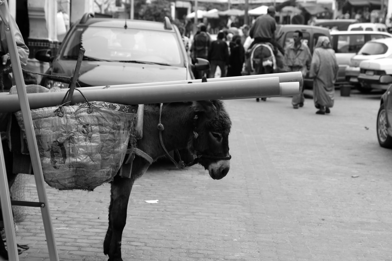 Esel beim Baumarkt