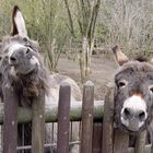 Esel - Blick über den Zaun