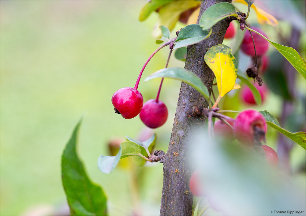 Esel Brockmann Zierapfel (Malus).