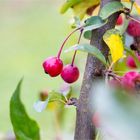 Esel Brockmann Zierapfel (Malus).