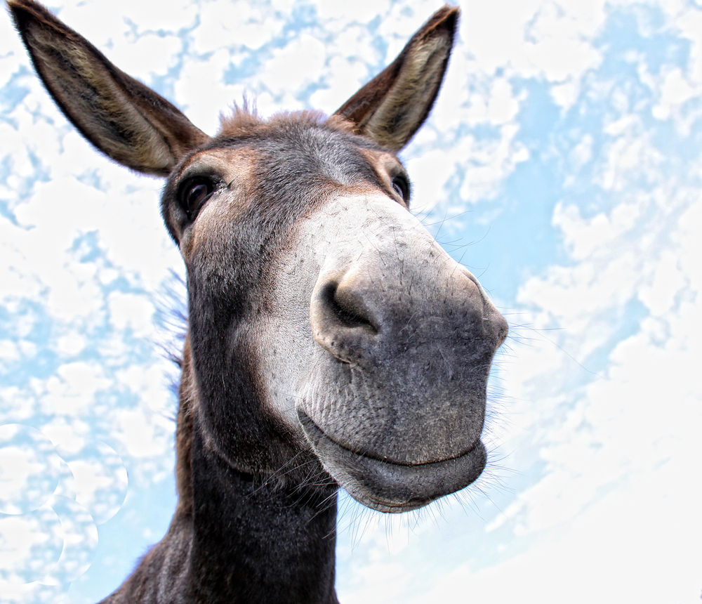 Esel ;) Foto & Bild | tiere, haustiere, pferde, esel, maultiere Bilder