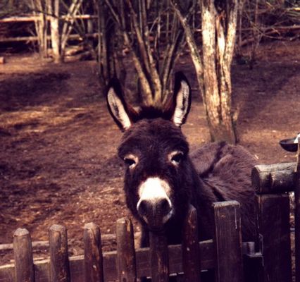 Esel, die zweite