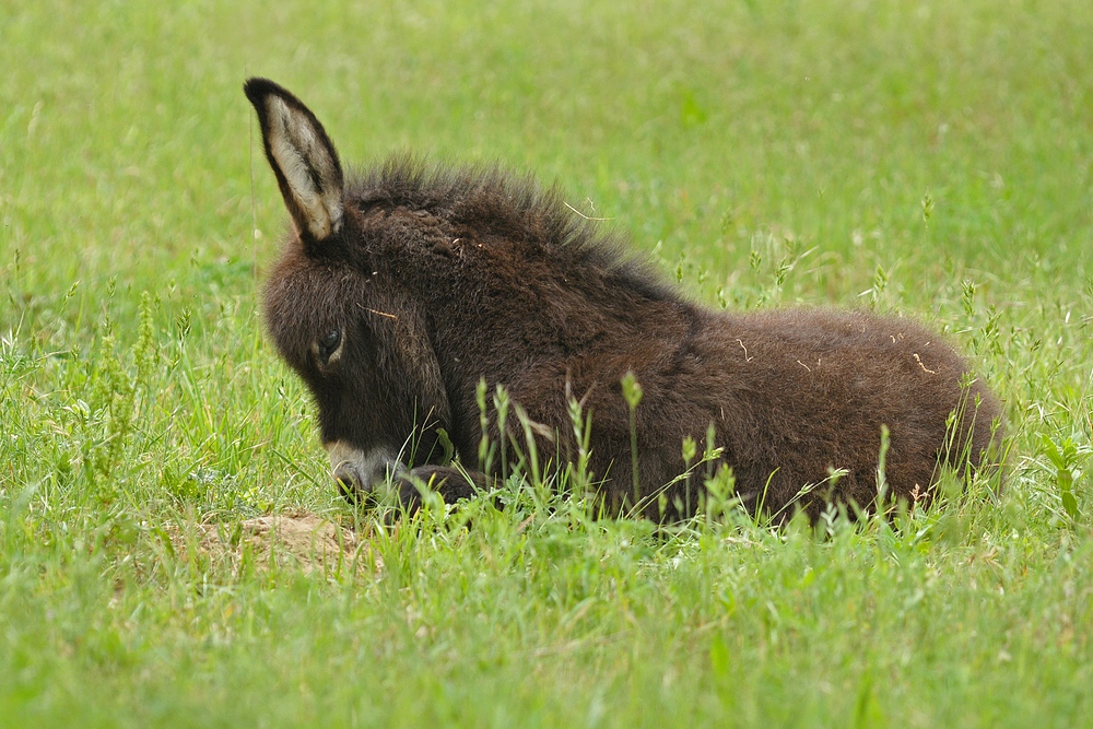 Esel: Dösen statt Landschaftspflege