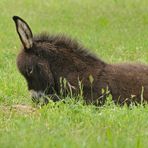 Esel: Dösen statt Landschaftspflege