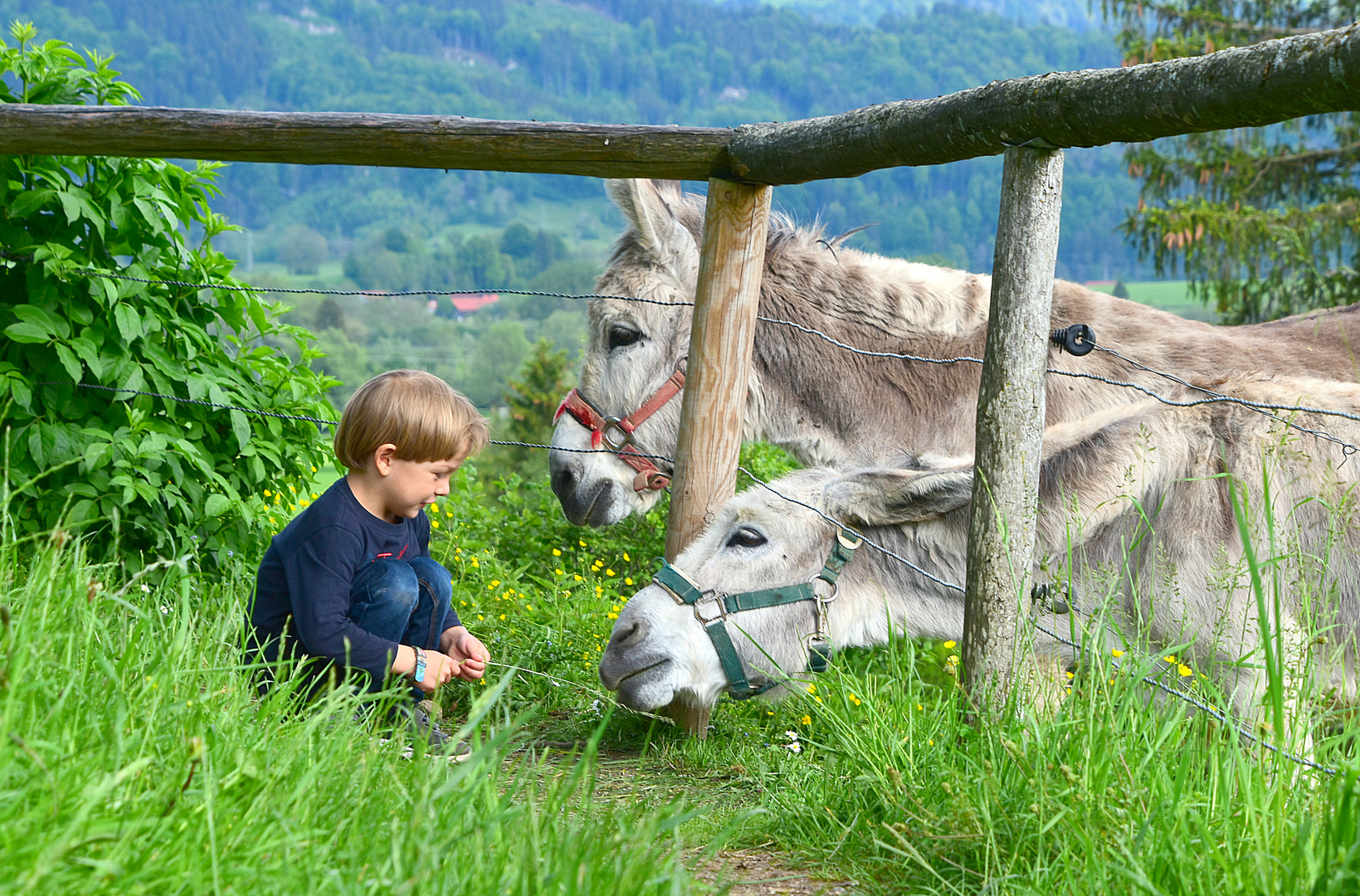 Fütterung Fütterung
