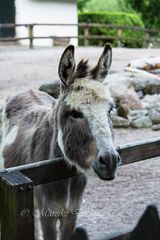 Esel im Bremer Bürgerpark