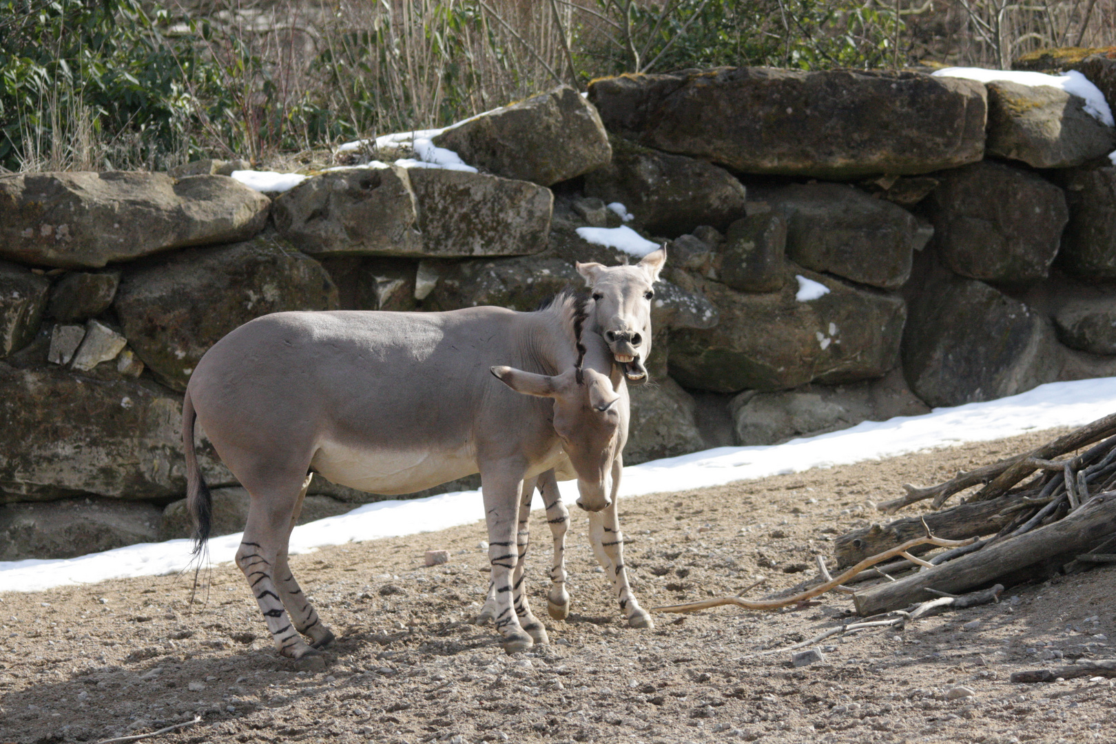 Esel im Doppelpack