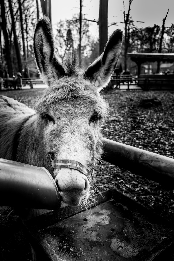 Esel im Kölner Tierpark