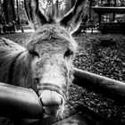 Esel im Kölner Tierpark