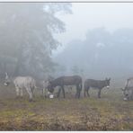 Esel im Nebel