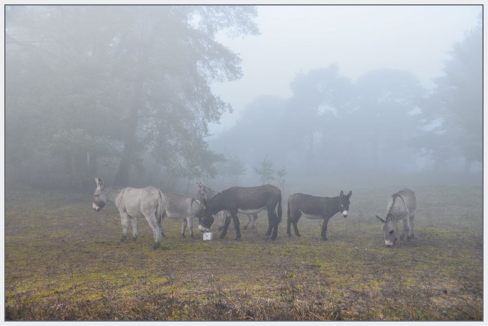 Esel im Nebel