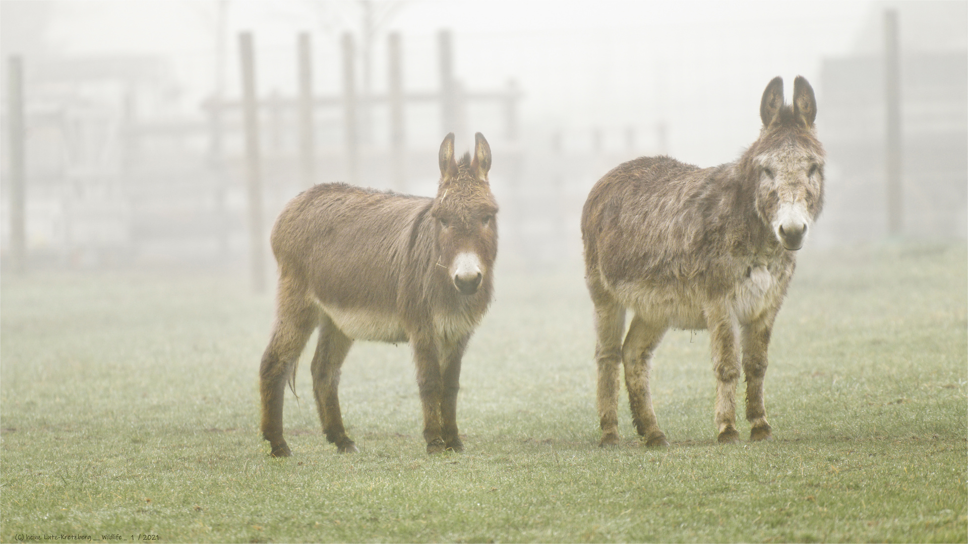 ... Esel im Nebel ..