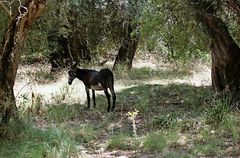 Esel im Olivenhain, Algarve