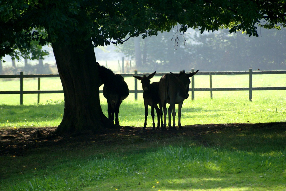 Esel im Schatten