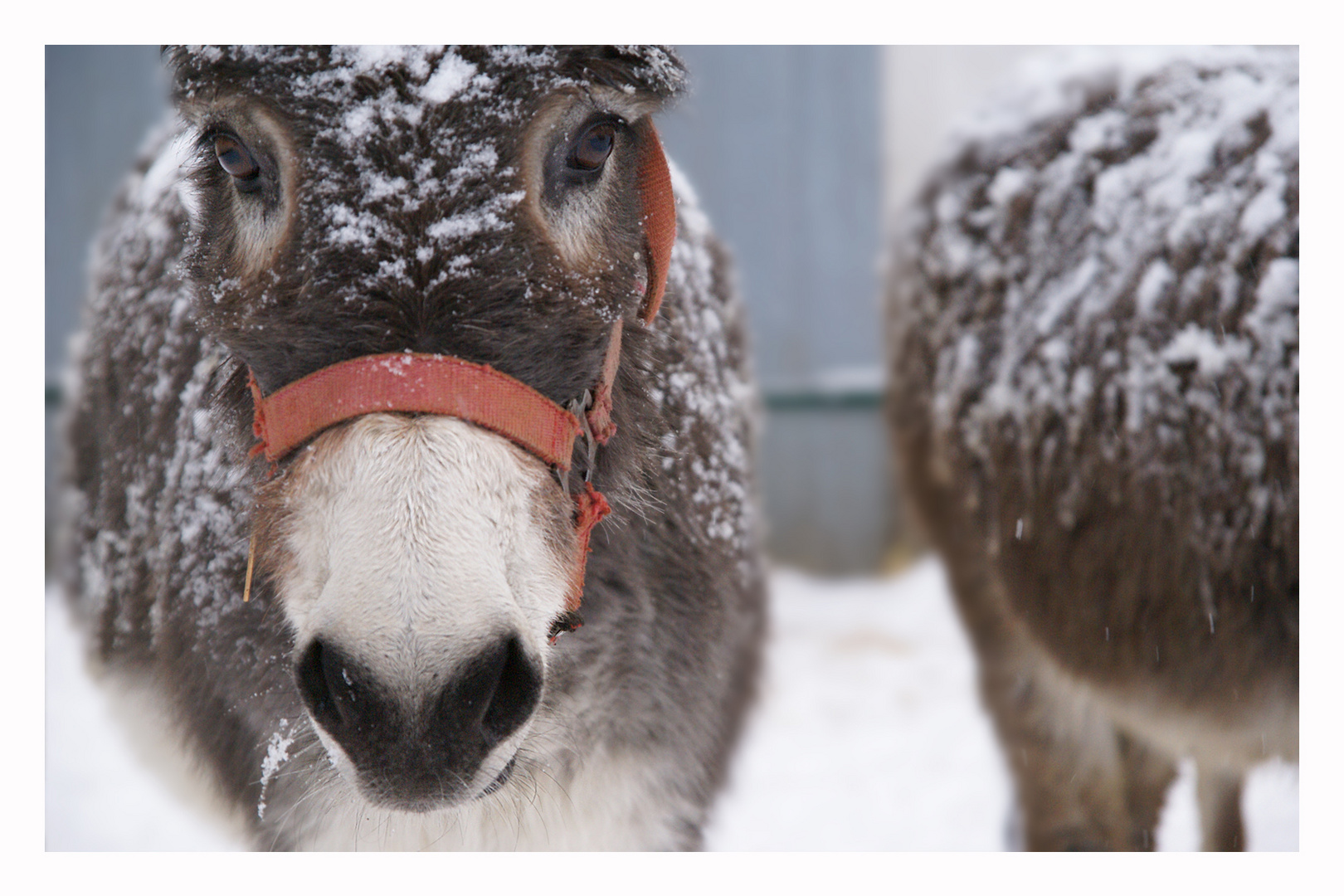 Esel im Schnee