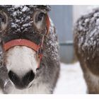 Esel im Schnee