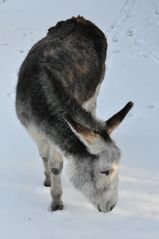 esel im schnee