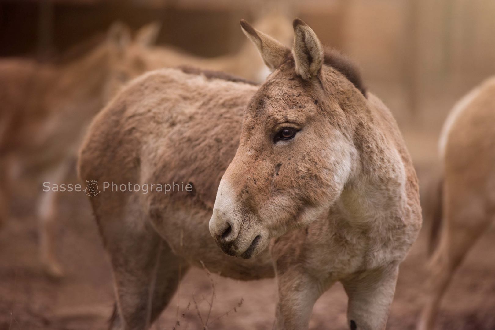 Esel im Tierpark