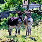 Esel im Valle di Muggio