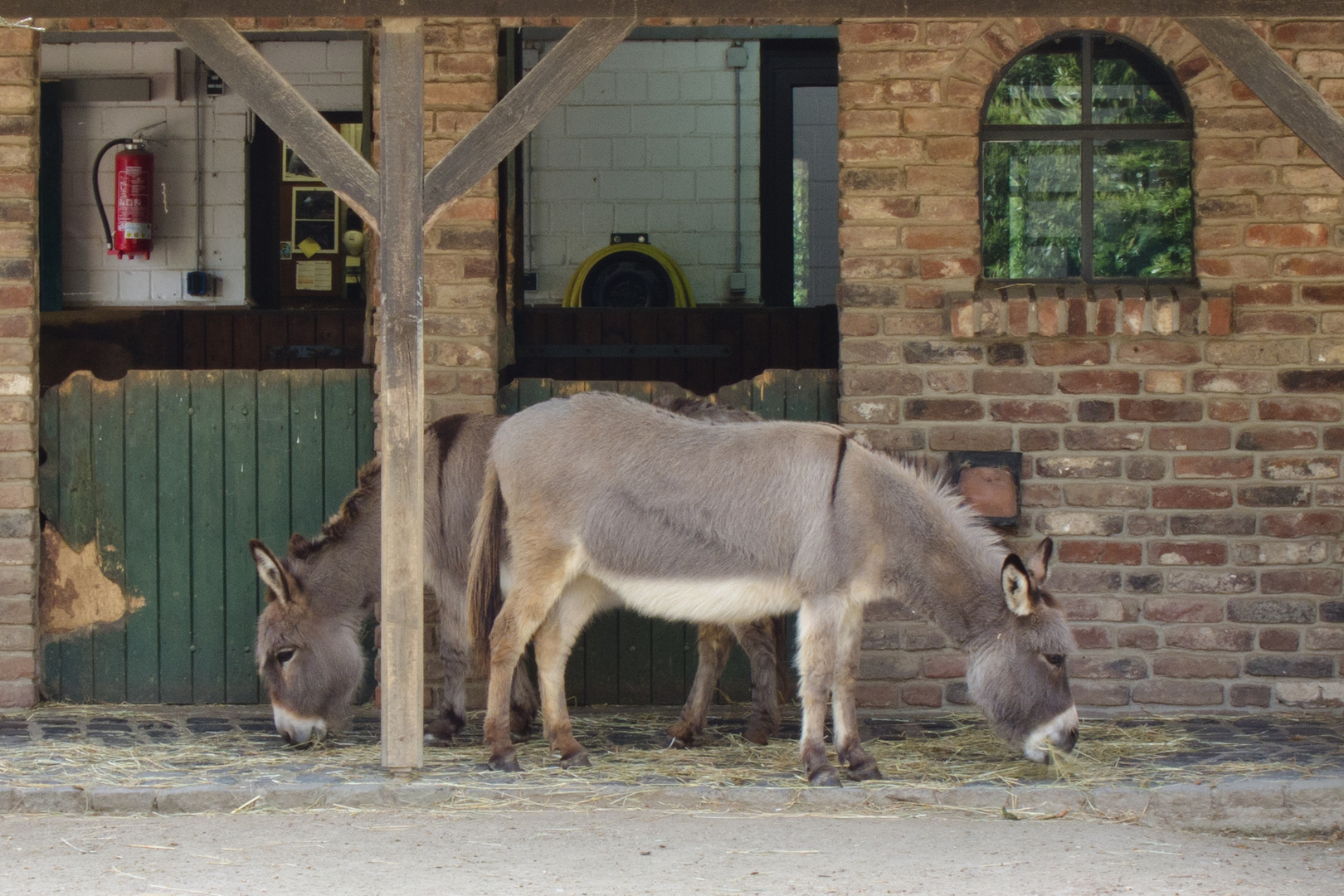 Esel im Zoo Krefeld