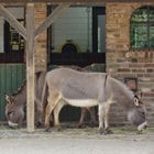 Esel im Zoo Krefeld