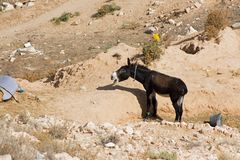 Esel in einem Hinterhof in Matmata